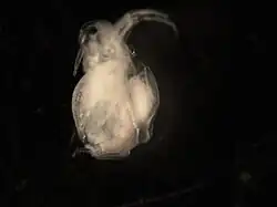 alternativní popis obrázku chybí