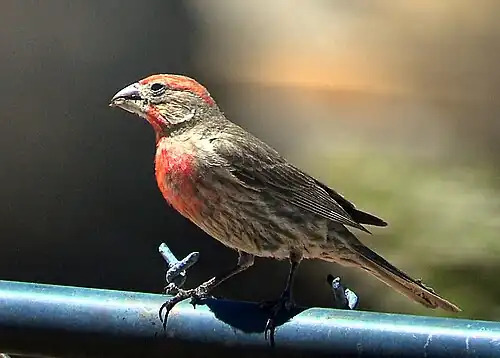 Samec Mohavského hýla mexického