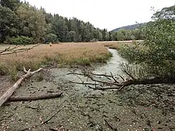 Mokřad v místě Barnovského mlýna