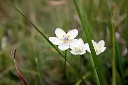 Tolije bahenní v září 2018