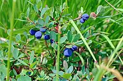 Vlochyně bahenní v červenci 2015