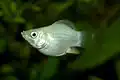 Poecilia sphenops, forma Balloon molly, samice