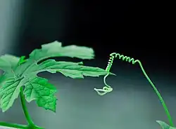 List a úponek momordiky hořké okurky