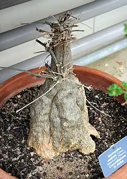 Východoafrický druh Momordica rostrata