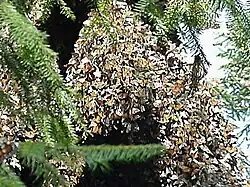 Větve jedle posvátné obsypané hejnem motýlů monarchů stahovavých