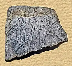 Fosilie Monograptus flemingi ze sbírek Museo Paleontologico Lai, Ceriale, Savona, Itálie