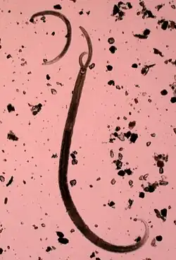 Podlouhlá tmavá hlístice z čeledi Mononchidae viditelně polyká menší hlístici, jež náleží do stejné čeledi. Růžové pozadí s nečistotami okolo