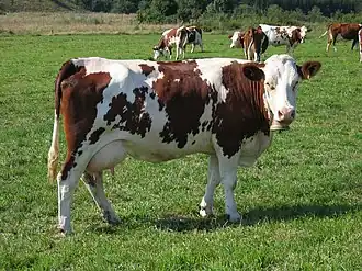 kráva plemene montbeliard