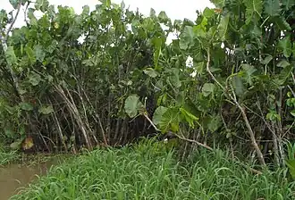 alternativní popis obrázku chybí