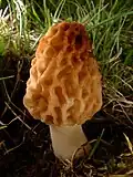 Fungi: Morchella esculenta