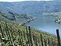 Tok Mosely v Mehringu (an der Mosel), okolní vinice