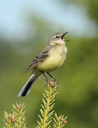 alternativní popis obrázku chybí