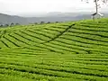 Čajovníkové plantáže na úbočí Dempa.