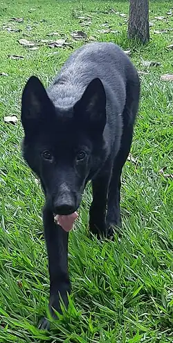 Calupoh, pohled zepředu