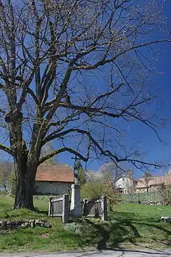 Křížek s lípou na návsi (jaro 2019)