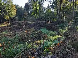 Mrdice - tvrziště jižně od Heřmanova Městce (stav září 2023) (2).jpg