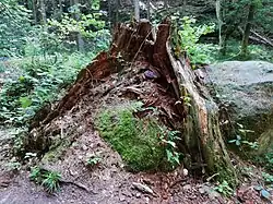 Mrtvé dřevo kolem říčky Chřibská Kamenice v chráněné krajinné oblasti Labské pískovce v přírodní rezervaci Pavlínino údolí