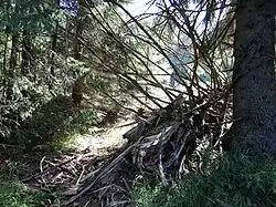 „Kostra“ padlého stromu na „Nelesní cestě“