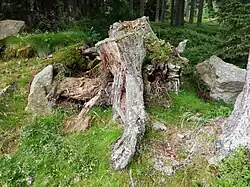 Trouchnivějící pařez na „Tetřeví“ lesní cestě