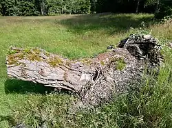 Rozkládající se část ležícího kmene na „Nelesní cestě“