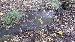 Mrzecký potok v lesnatém údolí pod Hradešínem