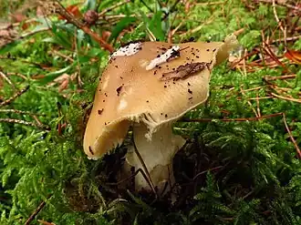 alternativní popis obrázku chybí