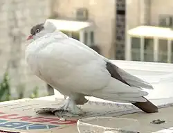 Polská krymka modrá