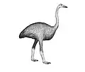 Mulleornis modestus