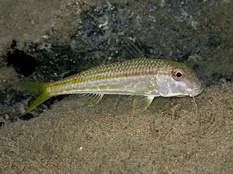 alternativní popis obrázku chybí