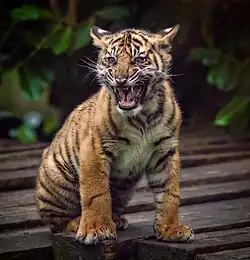 Kotě sumaterského tygra volá matku (Zoo Chester)