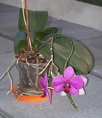 alternativní popis obrázku chybí