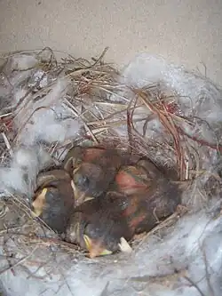 Týden stará mláďata