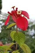 Kvetoucí Mussaenda erythrophylla