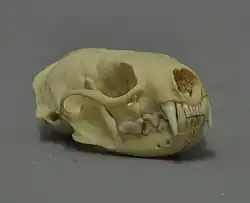 pohled zepředu z boku na model lebky s dobře viditelnými zuby