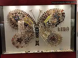 Muzeum motýlů v Łebě