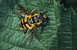 pestřenka smrtihlavka Myatropa florea