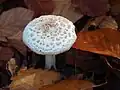 Amanita citrina