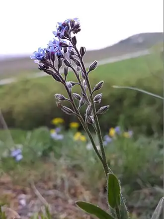 Myosotis stenophylla