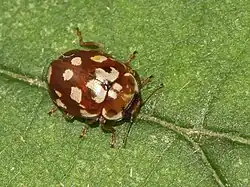 Poddruh octodecimguttata