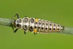 Larva