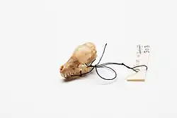 Fotografie malé lebky s viditelnými velkými řezáky