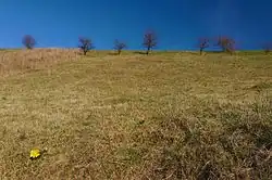 Pohled na východní stráň, v popředí kvetoucí hlaváček jarní