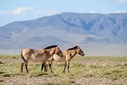 Návrat divokých koní 2013