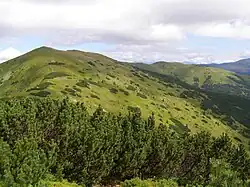 Veľká Chochuľa z Prašivé