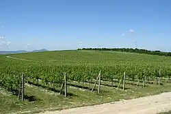 vyvýšený pohled na rozsáhlé zelené vinice v obci Němčičky