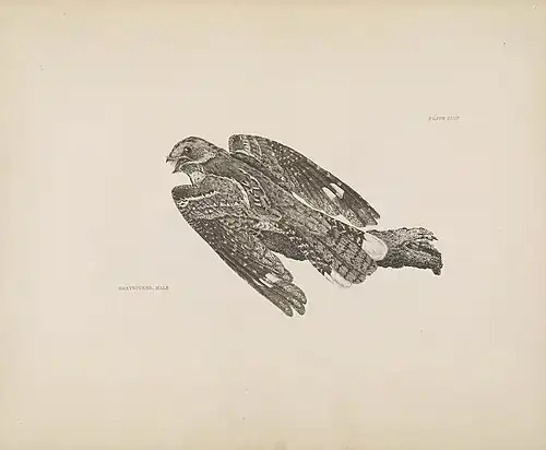 Prideaux John Selby, 1819–1834