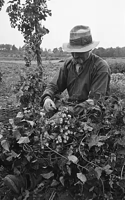 Humleplockning i Vångatrakten