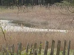 Hladina rybníka s rákosem a orobincem