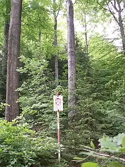 Lesní porost v přírodní rezervaci