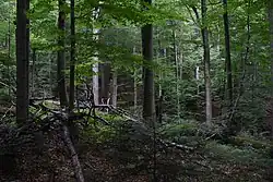 pohled do hlubokého pralesa